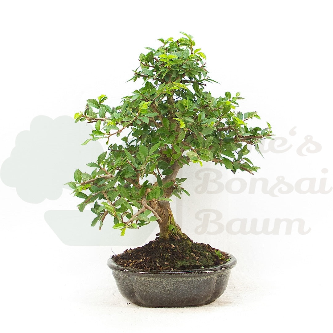 Chinesische Ulme 'Zelkova parvifolia'