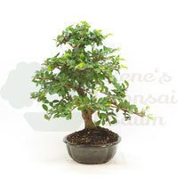 Chinesische Ulme 'Zelkova parvifolia'
