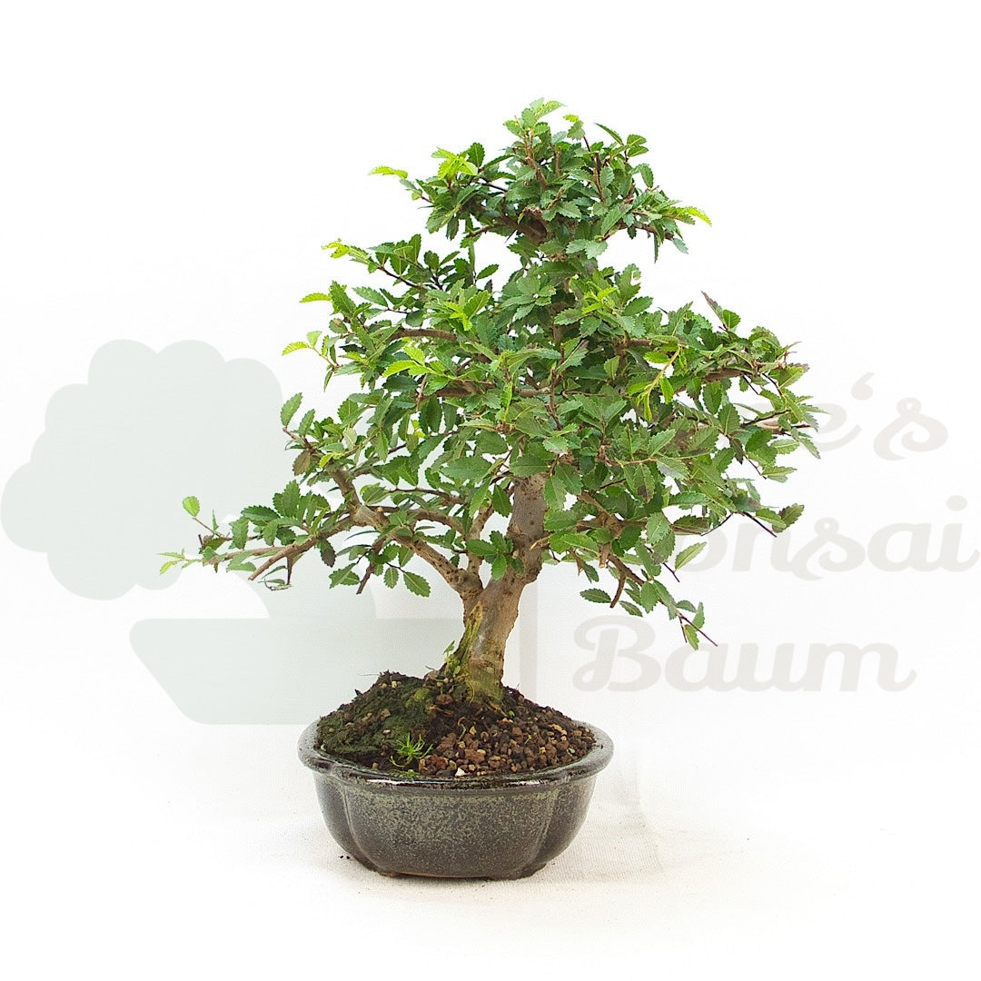 Chinesische Ulme 'Zelkova parvifolia'