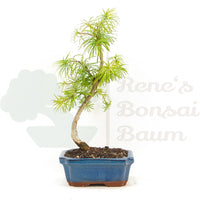 Goldlärche 'Pseudolarix amabilis'