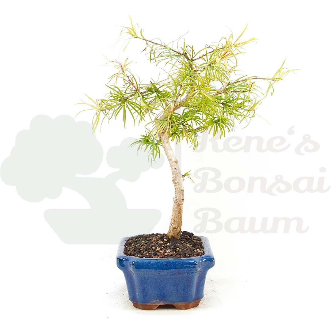 Goldlärche 'Pseudolarix amabilis'