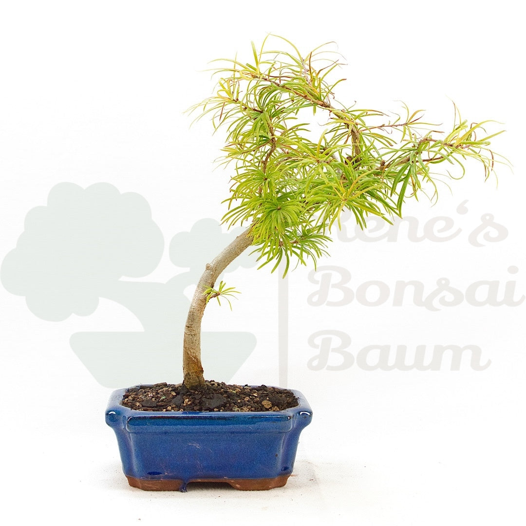 Goldlärche 'Pseudolarix amabilis'