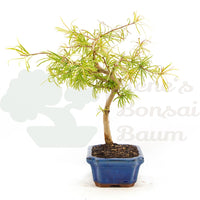 Goldlärche 'Pseudolarix amabilis'