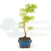 Goldlärche 'Pseudolarix amabilis'