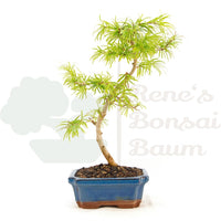 Goldlärche 'Pseudolarix amabilis'