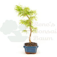 Goldlärche 'Pseudolarix amabilis'