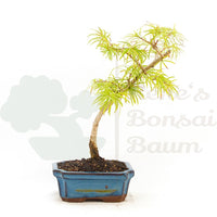 Goldlärche 'Pseudolarix amabilis'
