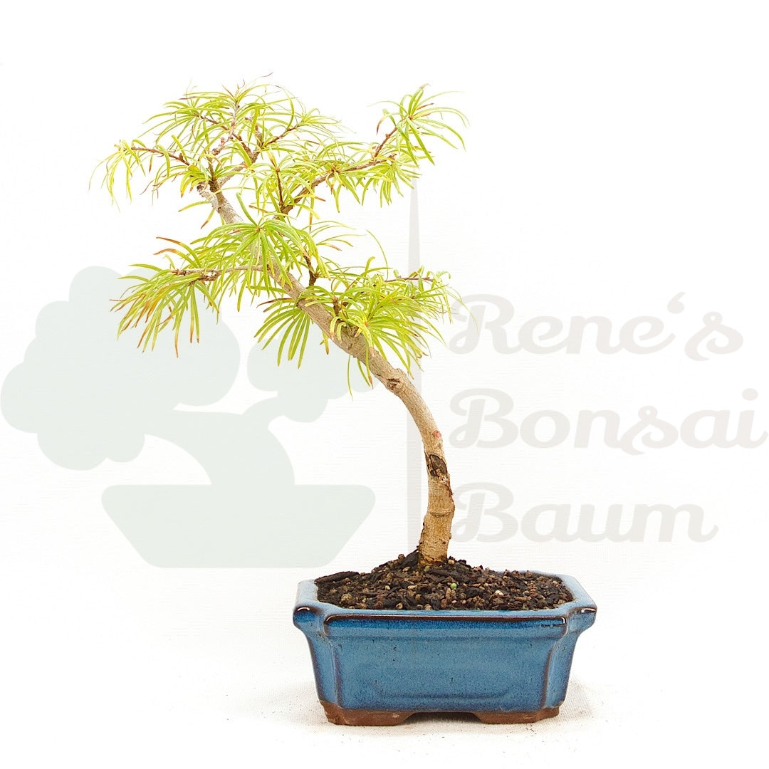 Goldlärche 'Pseudolarix amabilis'
