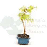 Goldlärche 'Pseudolarix amabilis'