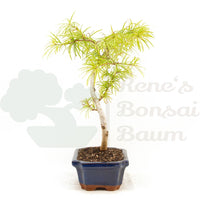 Goldlärche 'Pseudolarix amabilis'