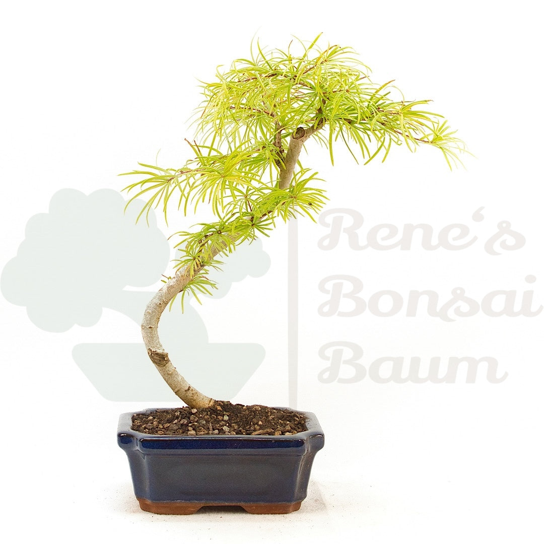 Goldlärche 'Pseudolarix amabilis'