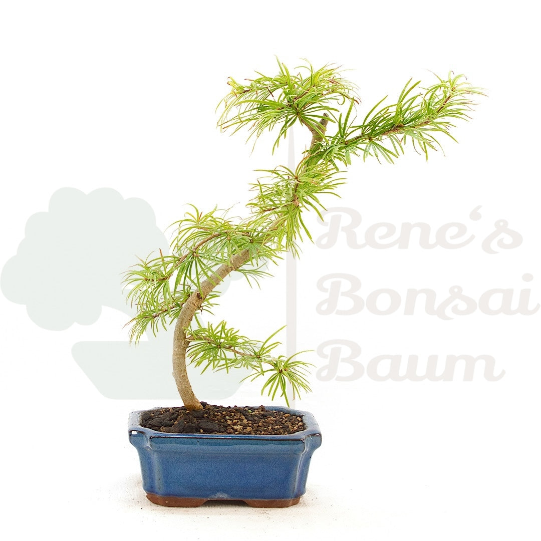 Goldlärche 'Pseudolarix amabilis'