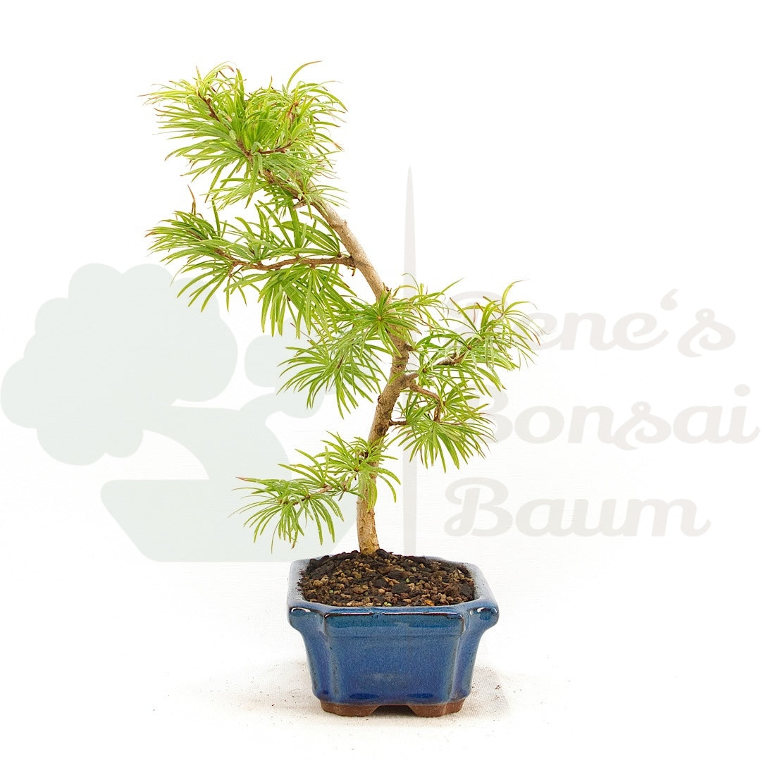 Goldlärche 'Pseudolarix amabilis'