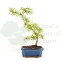 Goldlärche 'Pseudolarix amabilis'