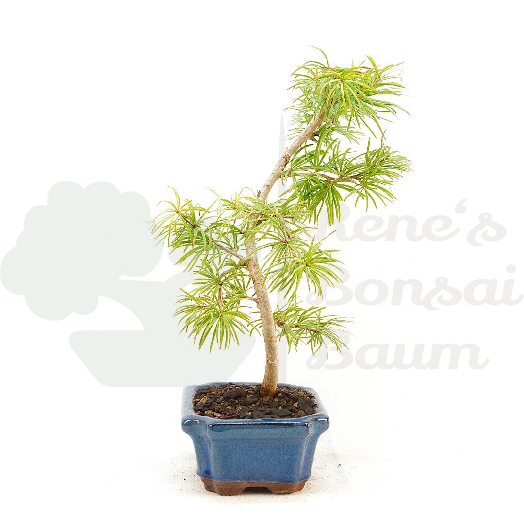 Goldlärche 'Pseudolarix amabilis'
