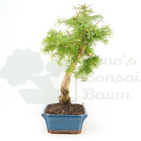 Goldlärche 'Pseudolarix amabilis'
