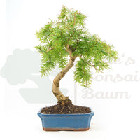 Goldlärche 'Pseudolarix amabilis'