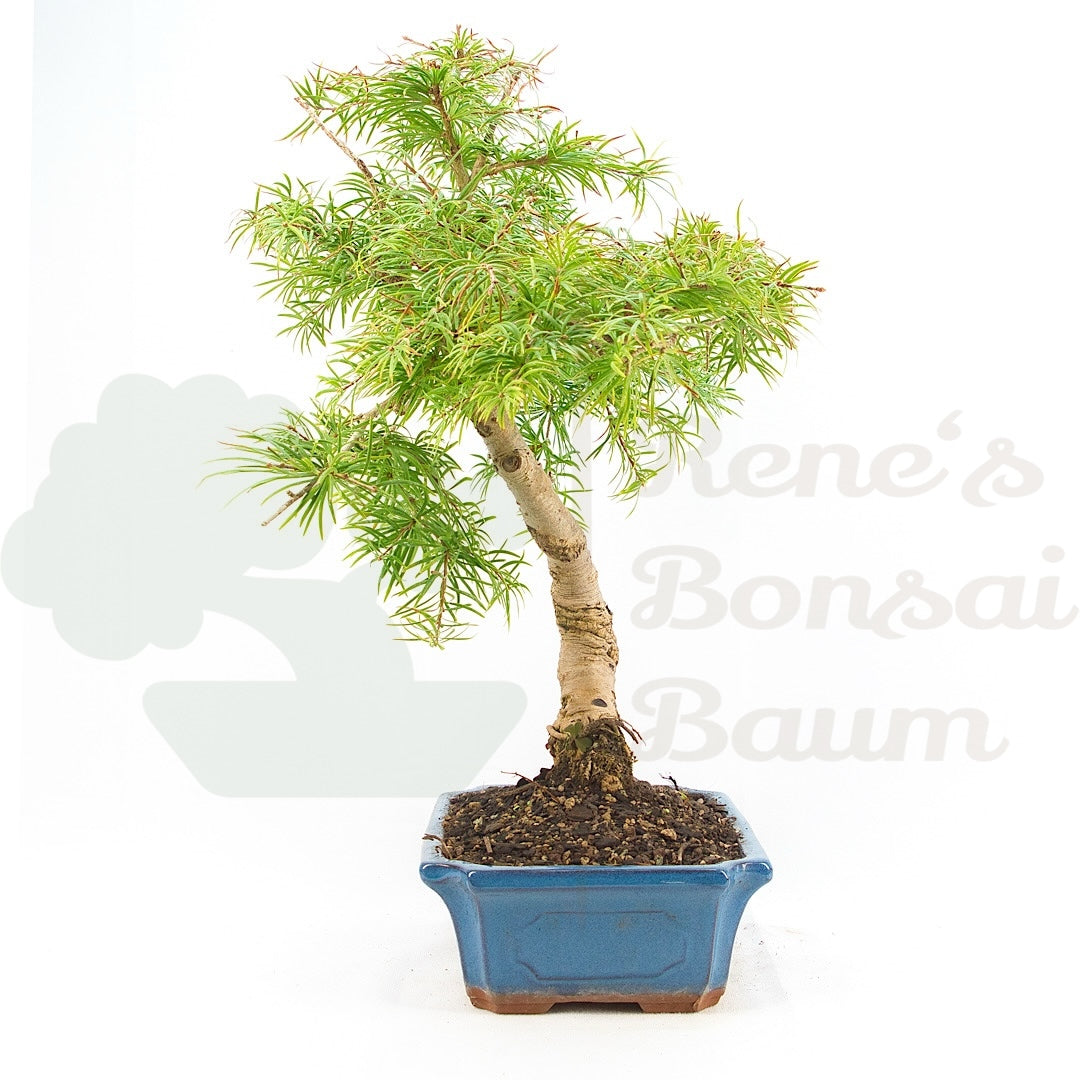 Goldlärche 'Pseudolarix amabilis'