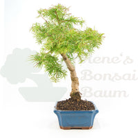 Goldlärche 'Pseudolarix amabilis'