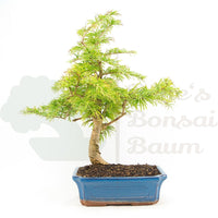 Goldlärche 'Pseudolarix amabilis'