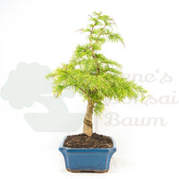 Goldlärche 'Pseudolarix amabilis'