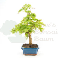 Goldlärche 'Pseudolarix amabilis'