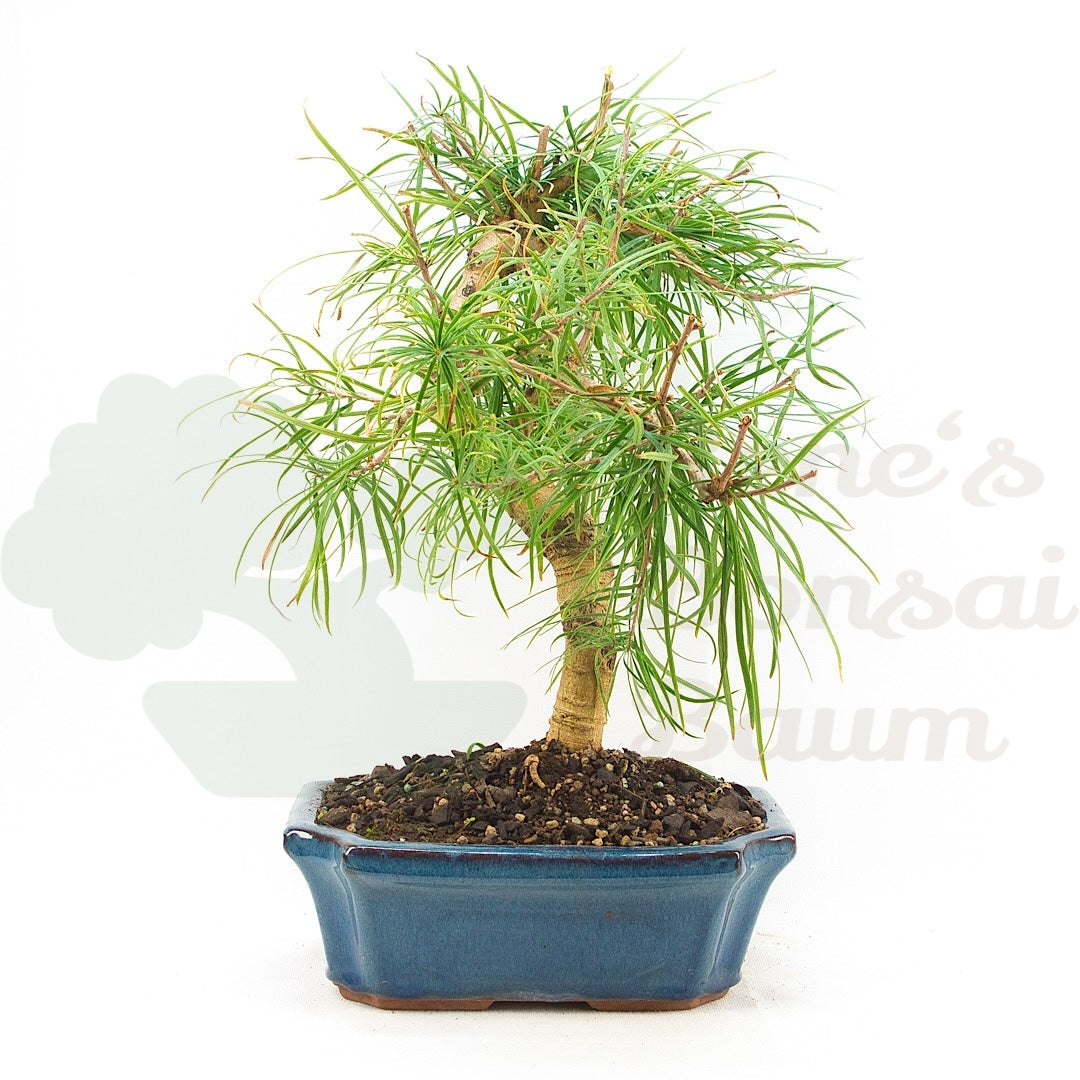 Goldlärche 'Pseudolarix amabilis'