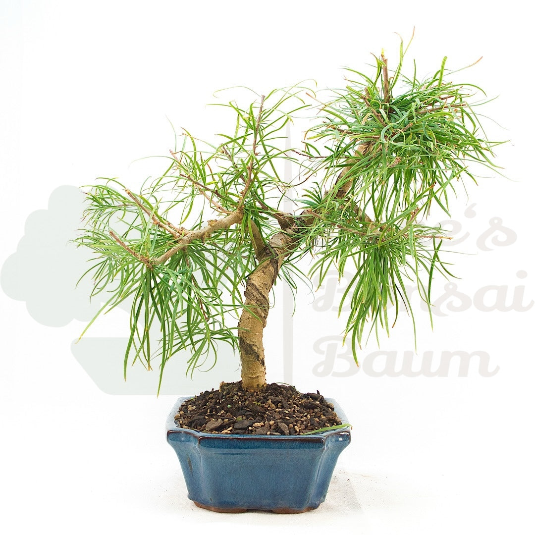 Goldlärche 'Pseudolarix amabilis'
