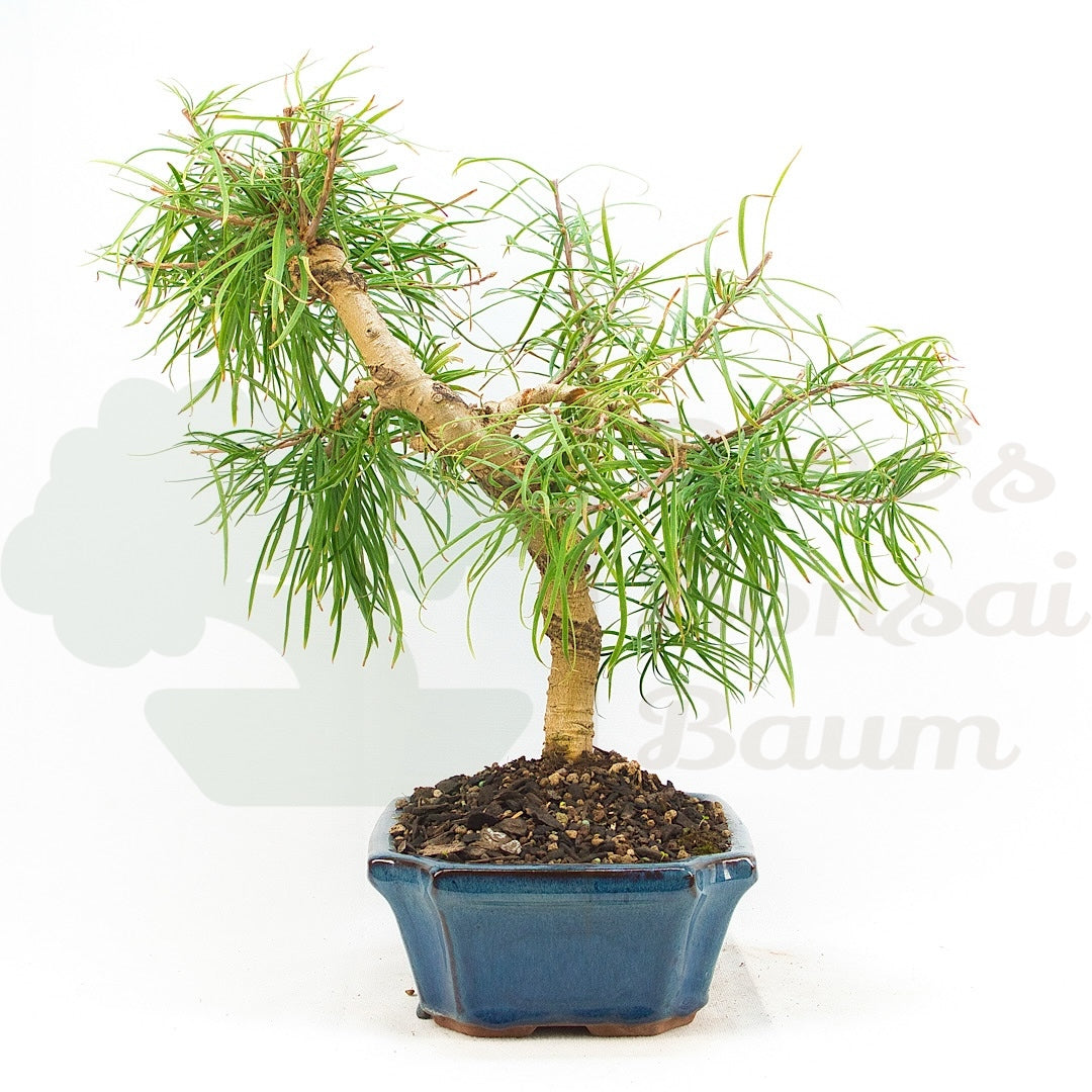 Goldlärche 'Pseudolarix amabilis'