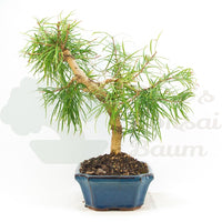 Goldlärche 'Pseudolarix amabilis'