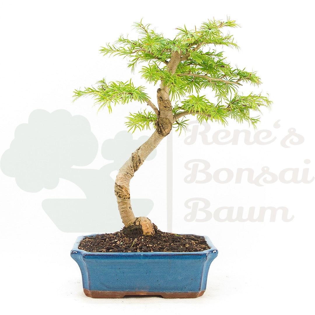 Goldlärche 'Pseudolarix amabilis'