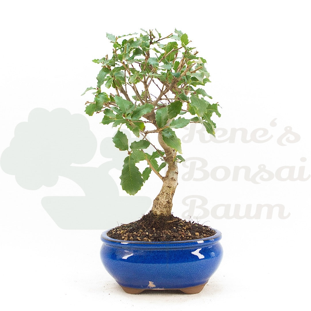 Portugiesische Eiche 'Quercus faginea'