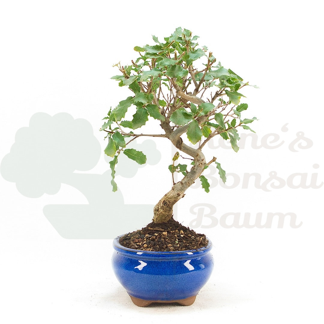 Portugiesische Eiche 'Quercus faginea'