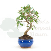 Portugiesische Eiche 'Quercus faginea'