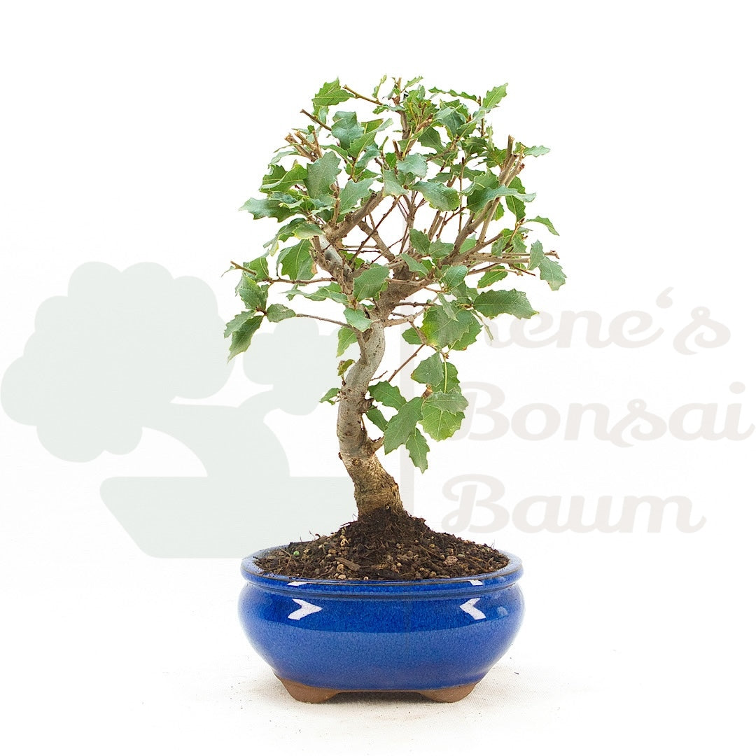 Portugiesische Eiche 'Quercus faginea'