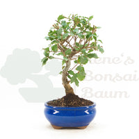 Portugiesische Eiche 'Quercus faginea'