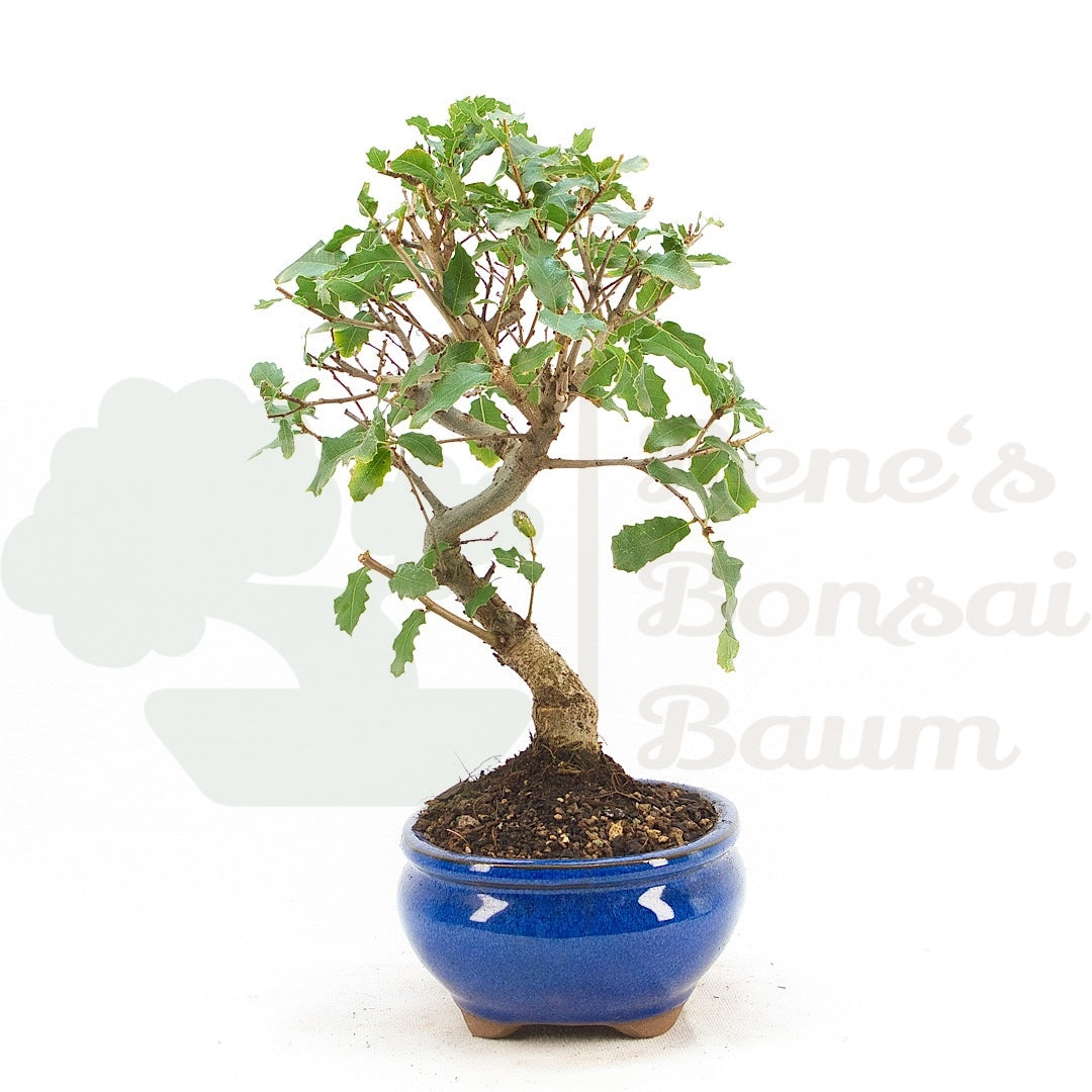 Portugiesische Eiche 'Quercus faginea'