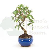 Portugiesische Eiche 'Quercus faginea'
