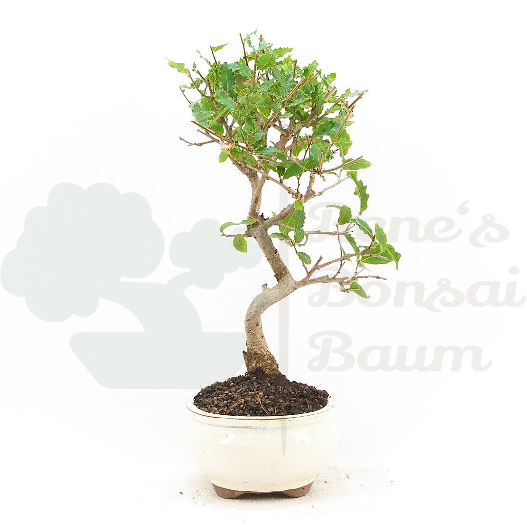 Portugiesische Eiche 'Quercus faginea'