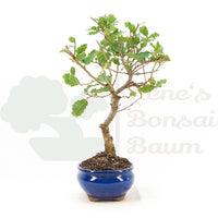 Portugiesische Eiche 'Quercus faginea'