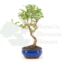Portugiesische Eiche 'Quercus faginea'