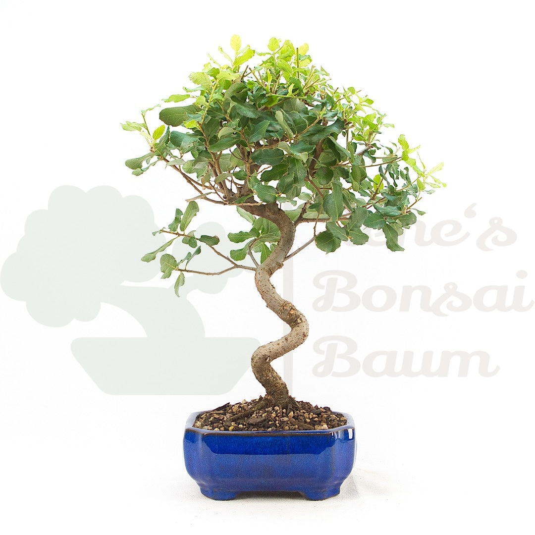 Kork-Eiche 'Quercus suber'