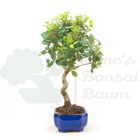 Kork-Eiche 'Quercus suber'