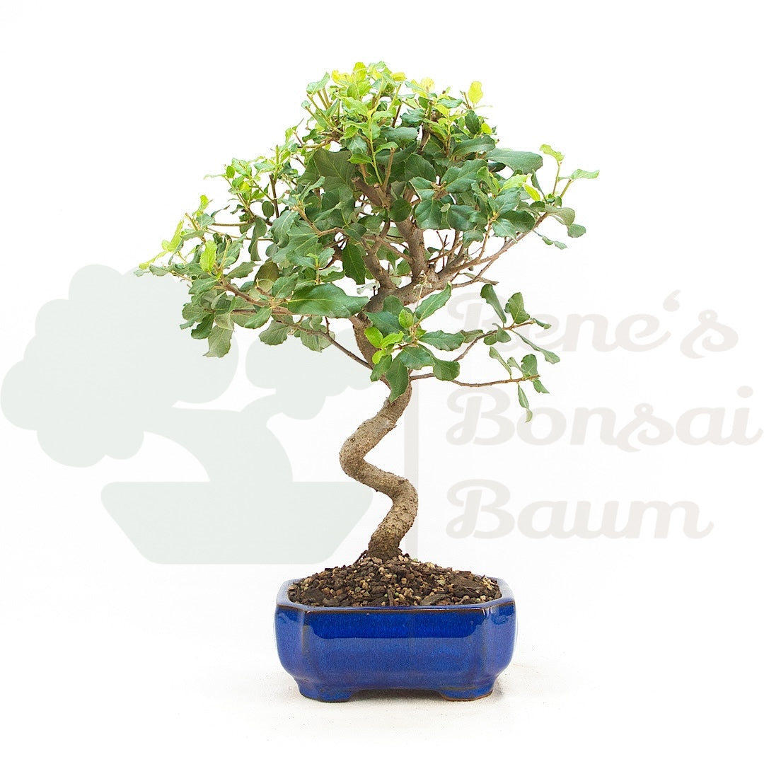 Kork-Eiche 'Quercus suber'