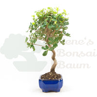 Kork-Eiche 'Quercus suber'