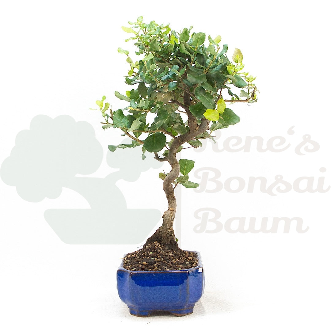 Kork-Eiche 'Quercus suber'