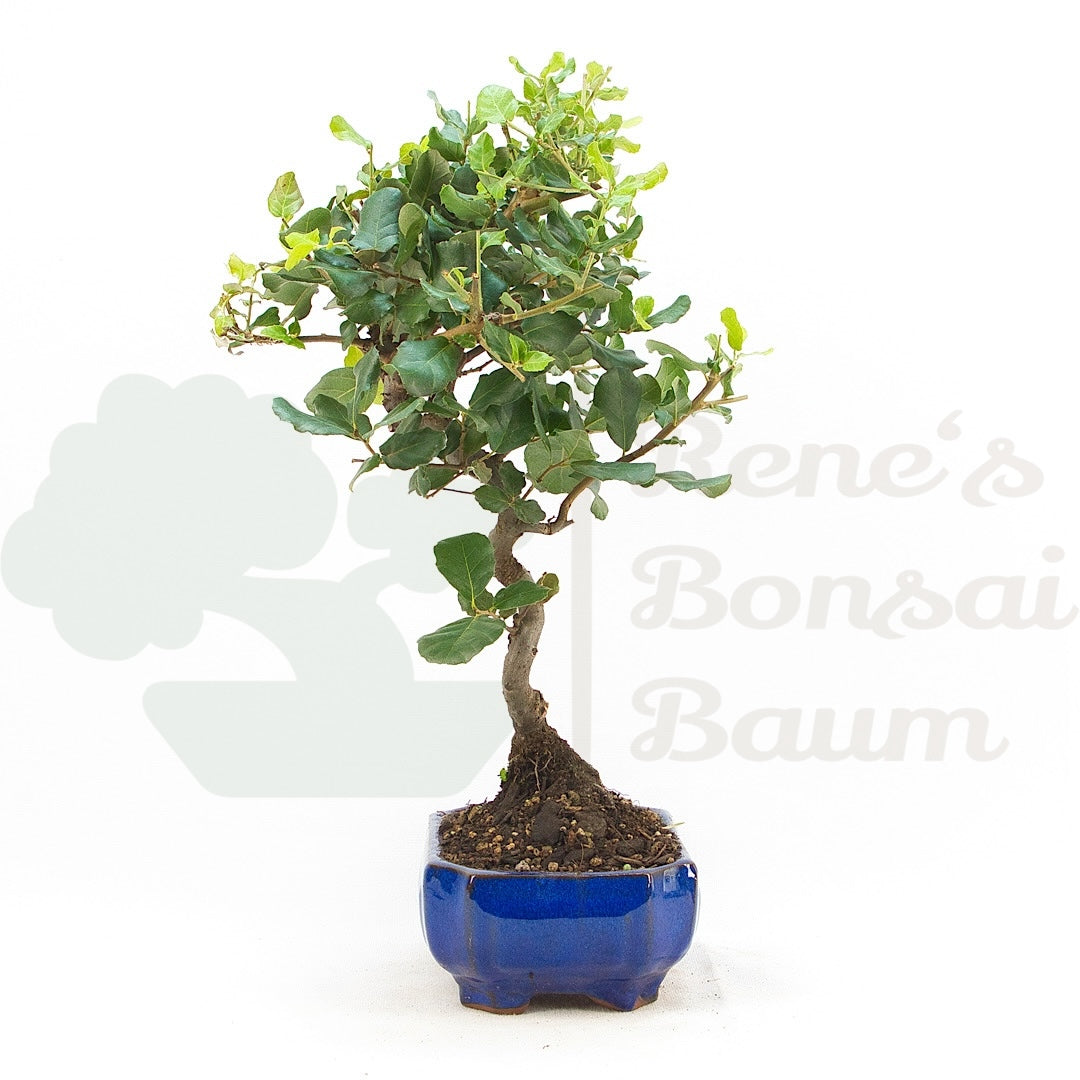 Kork-Eiche 'Quercus suber'