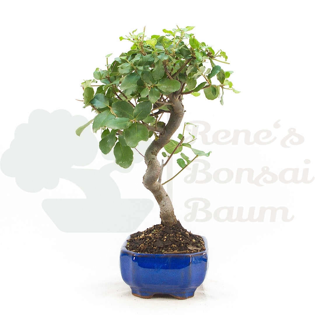 Kork-Eiche 'Quercus suber'