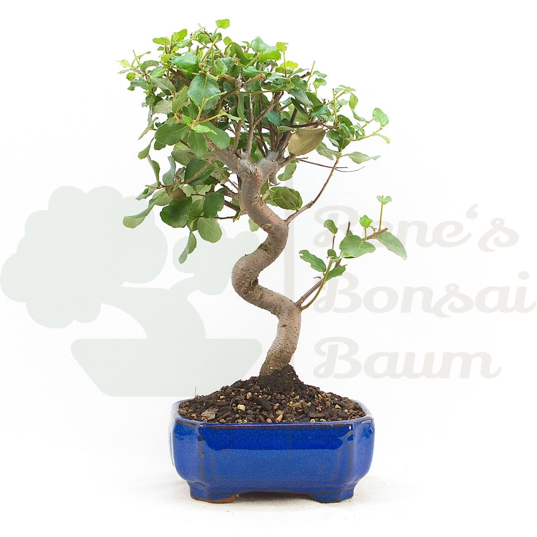 Kork-Eiche 'Quercus suber'