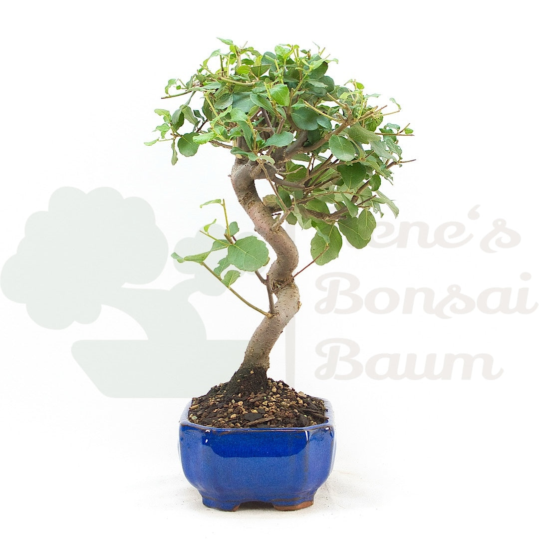 Kork-Eiche 'Quercus suber'